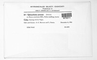 Elsinoe perseae image